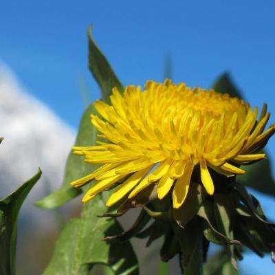 彩信平台官网手机app下载