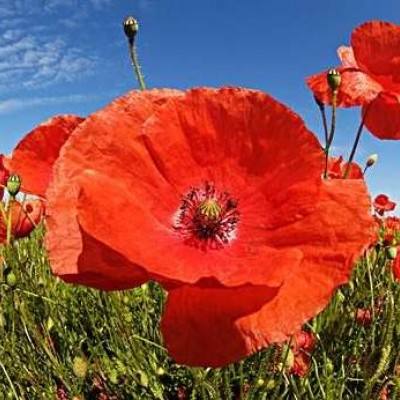 彩信平台官网手机app下载